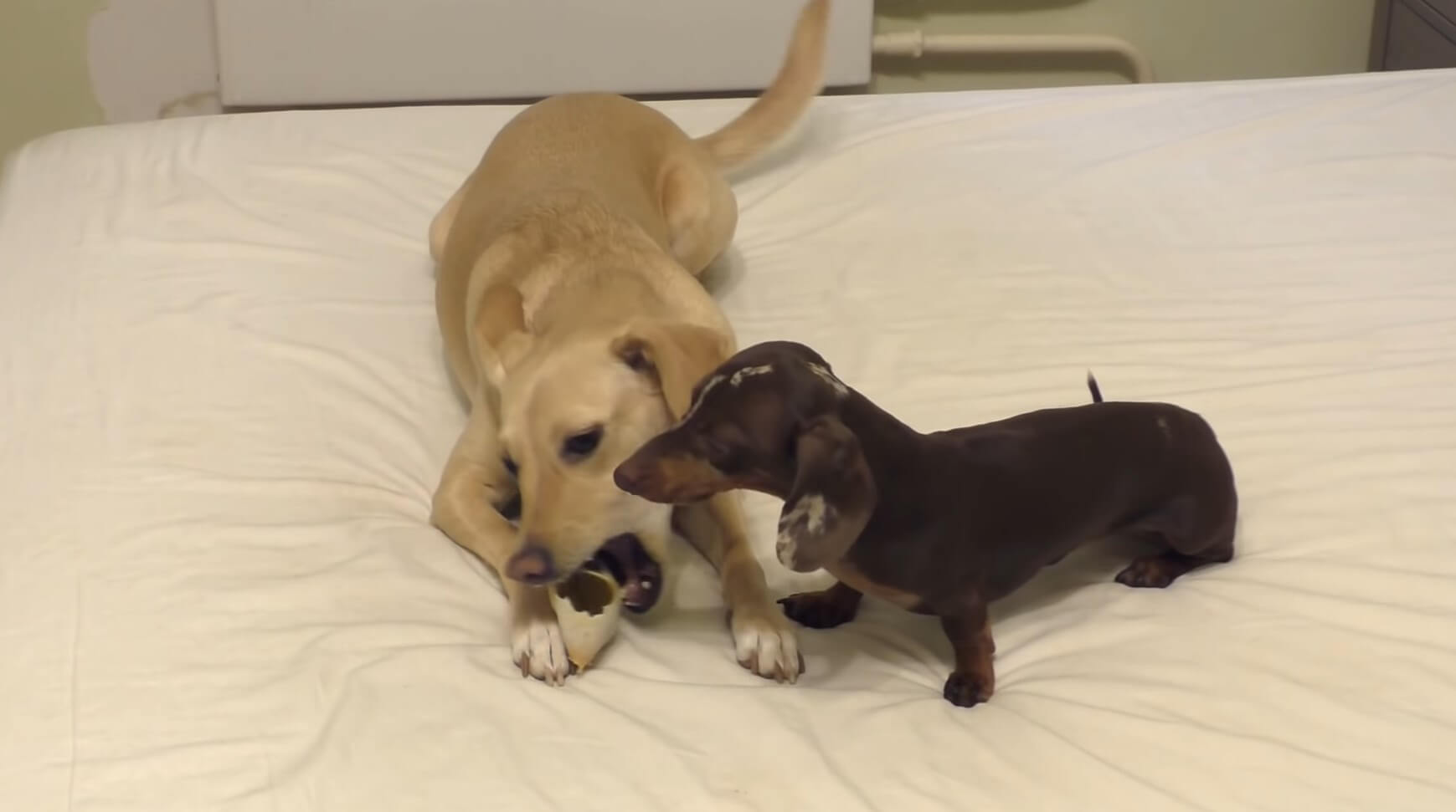 ダックスフンド,動画