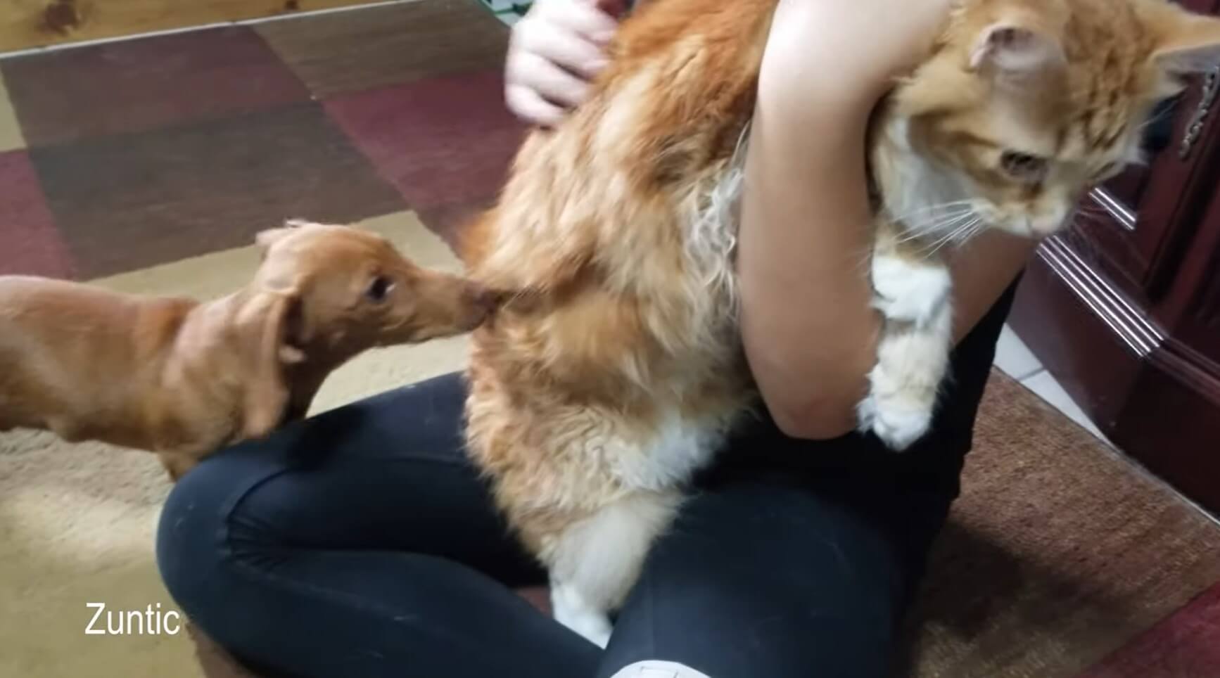 ダックスフンド,動画