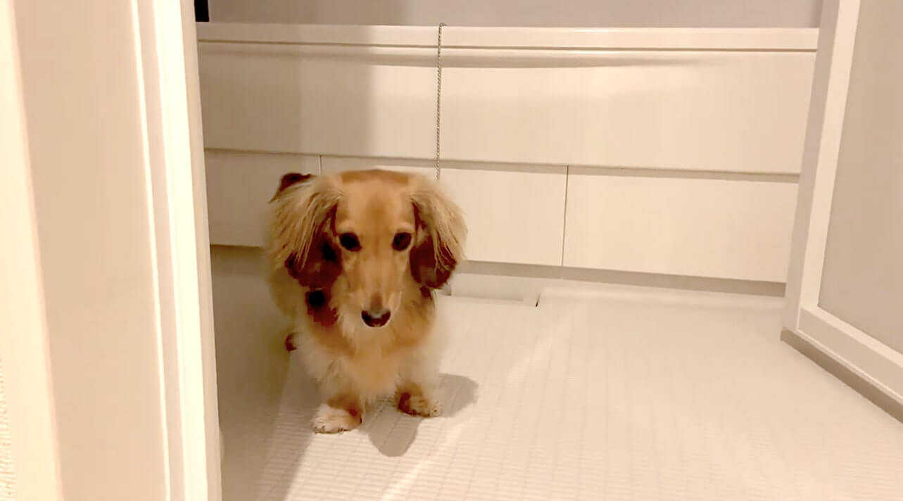 ダックスフンド,動画