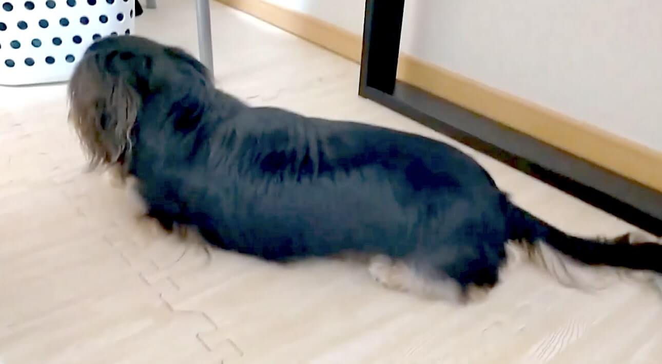 ダックスフンド,動画