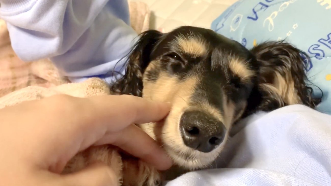 ダックスフンド,動画