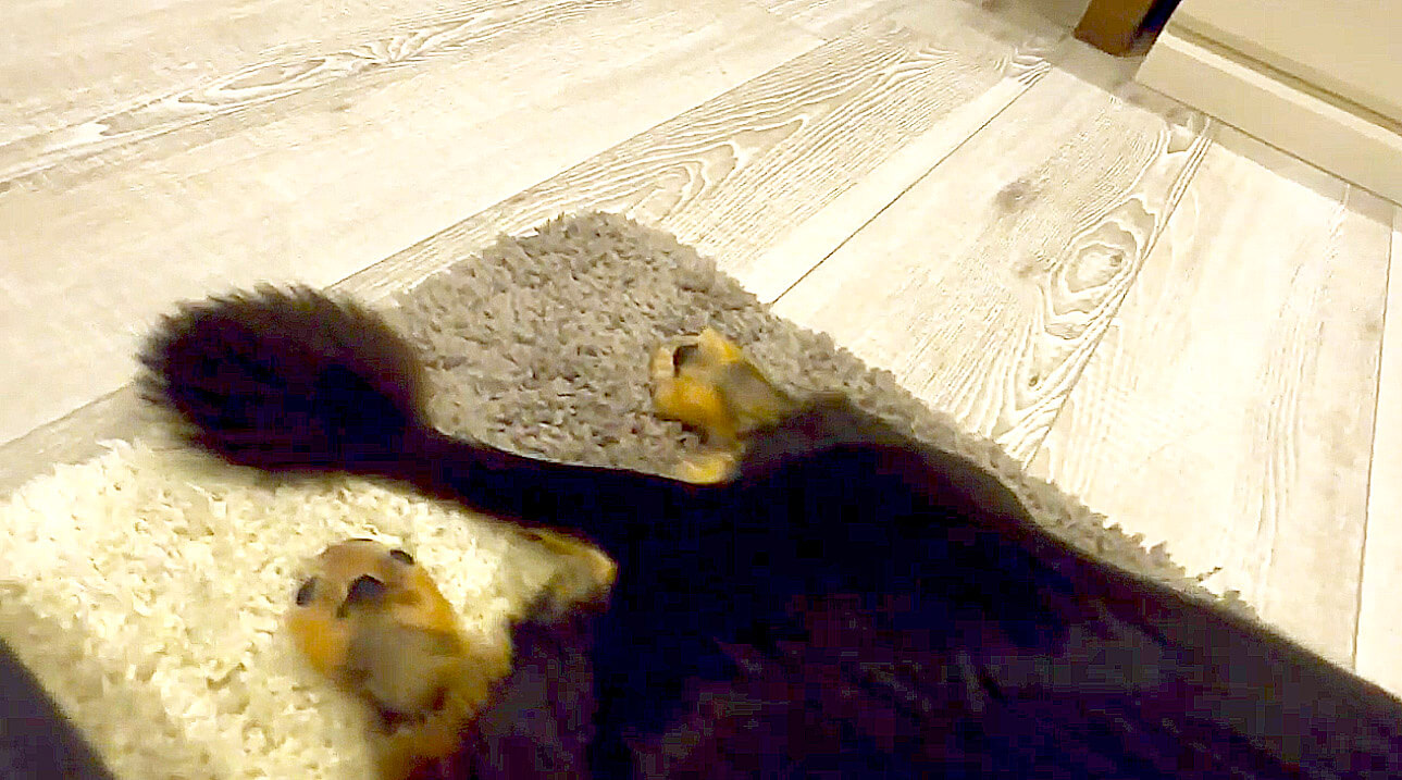 ダックスフンド,動画