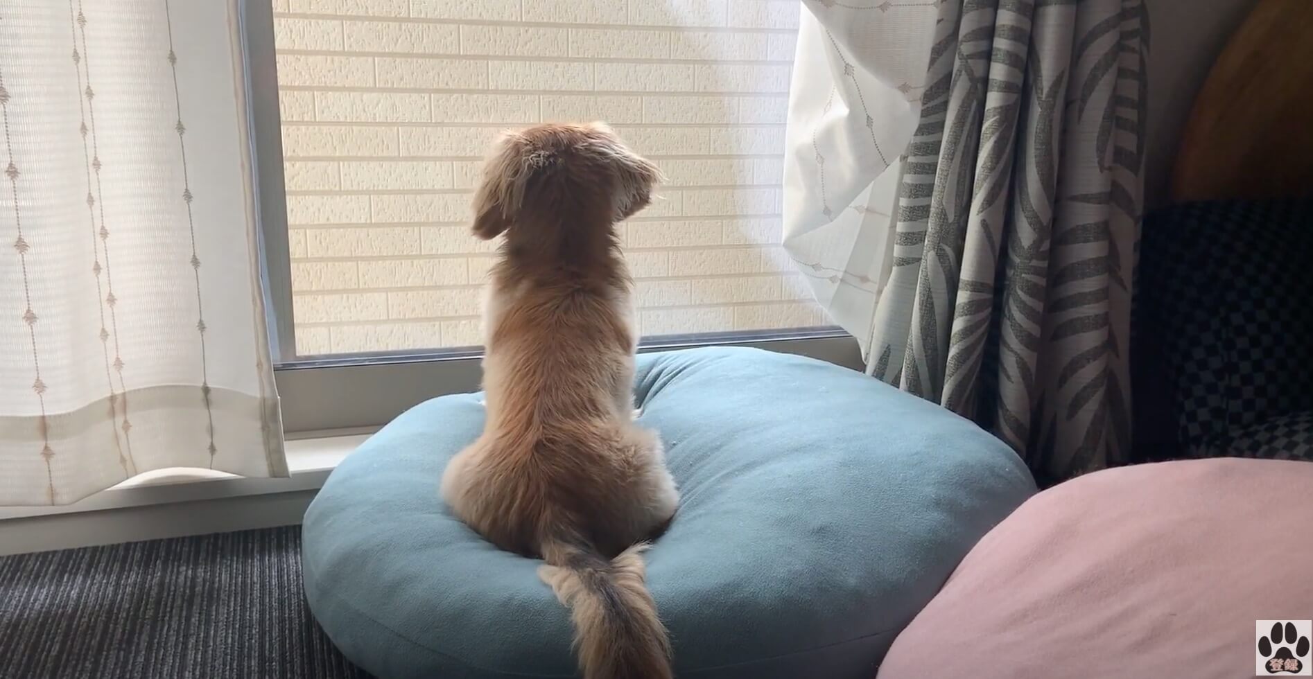 ダックスフンド,動画