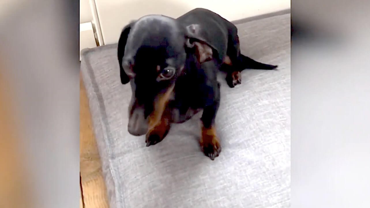 ダックスフンド,動画