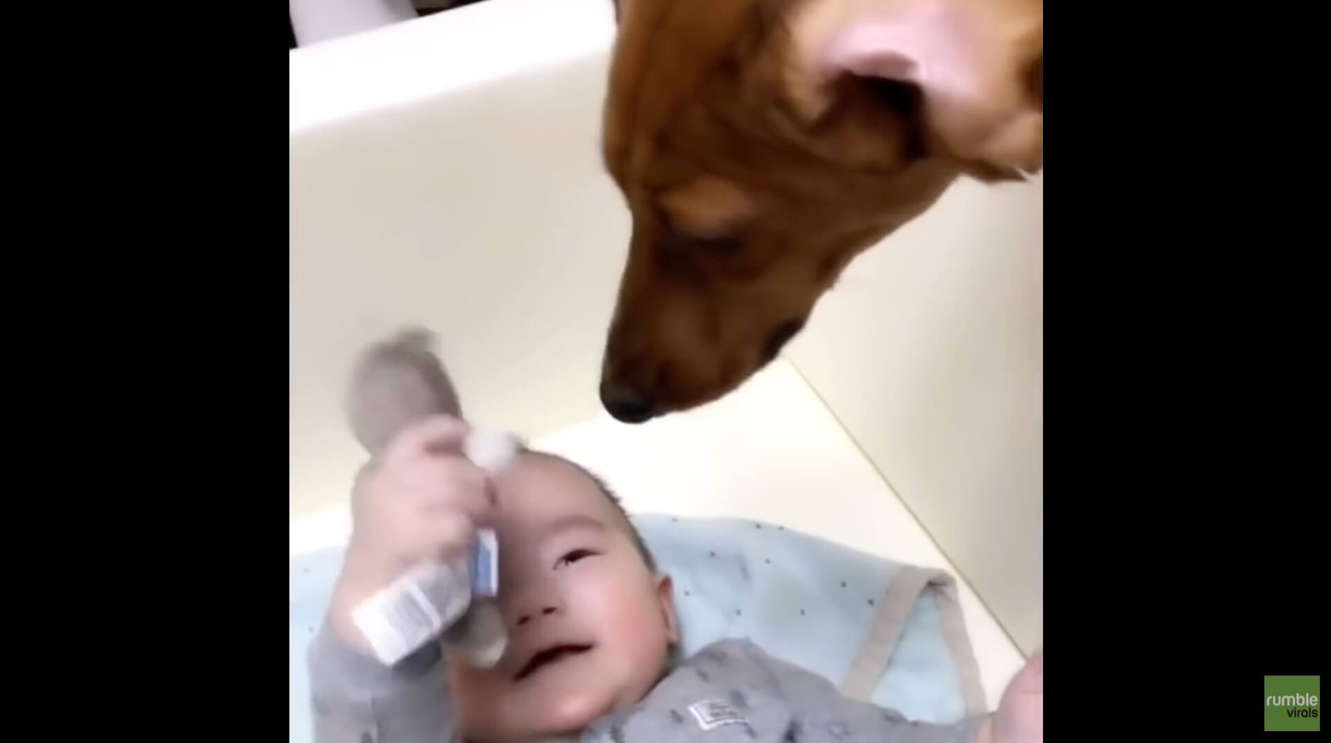 ダックスフンド,動画