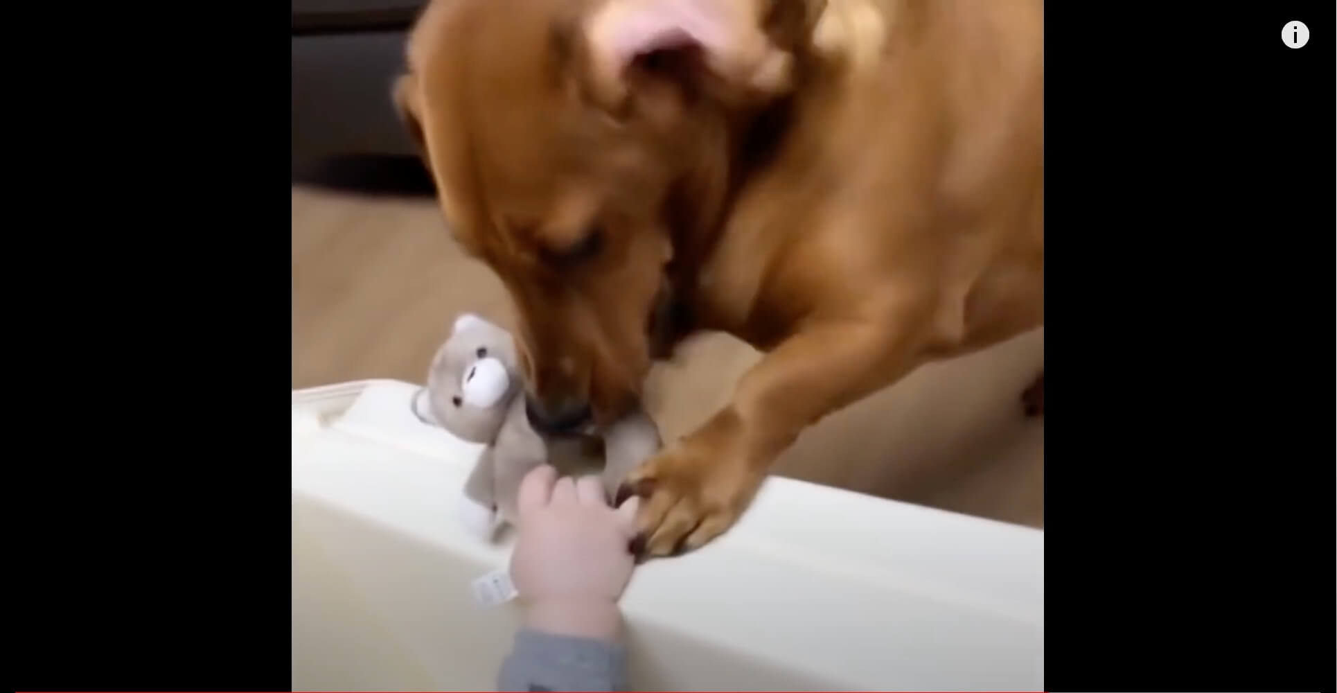 ダックスフンド,動画