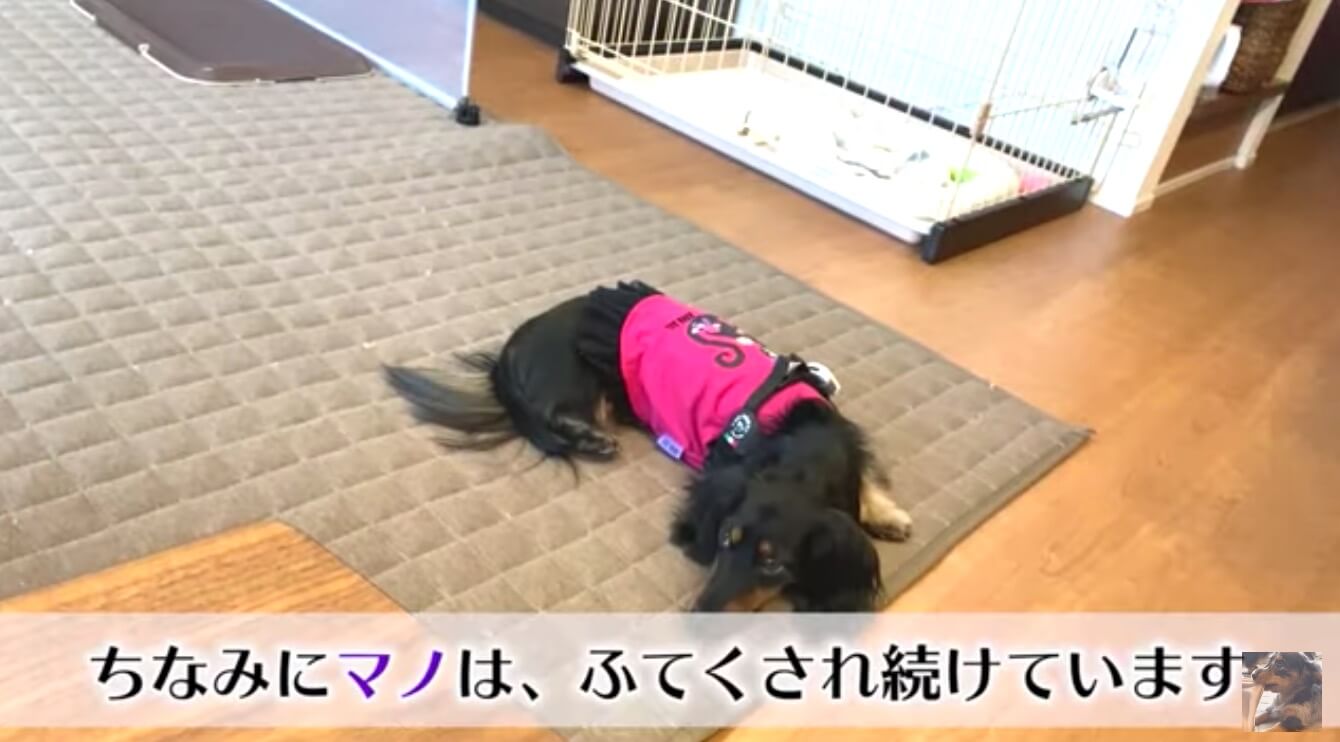 ダックスフンド,動画