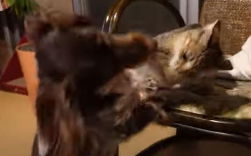 ダックスフンド,動画