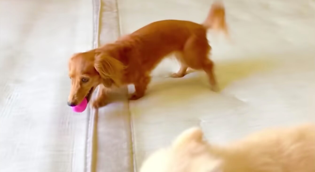 ダックスフンド,動画