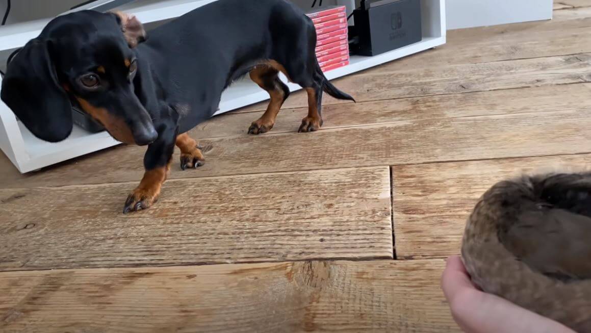 ダックスフンド,動画