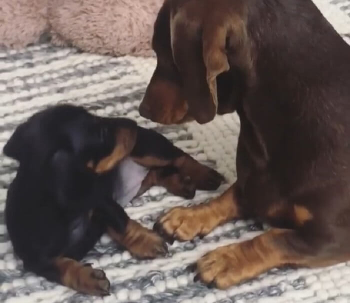 ダックスフンド,動画