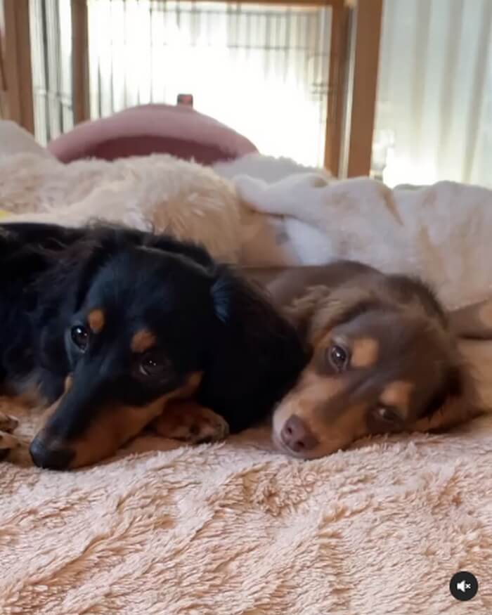 ダックスフンド,動画