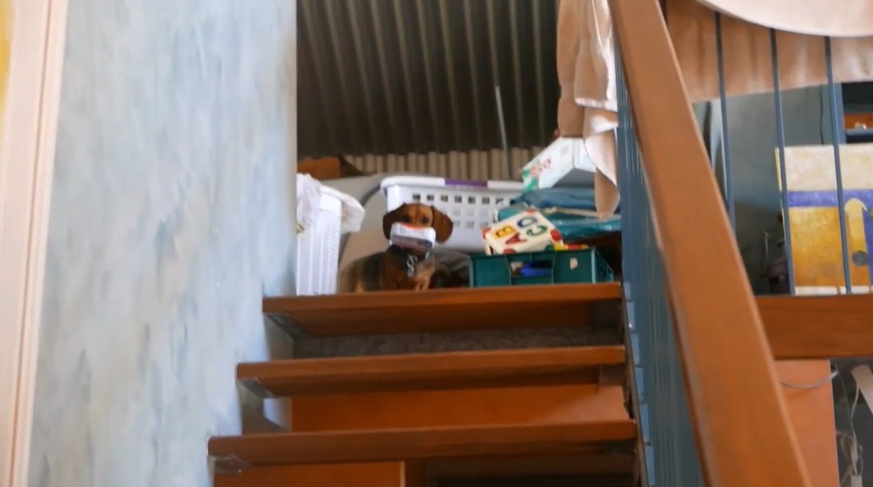 ダックスフンド,動画