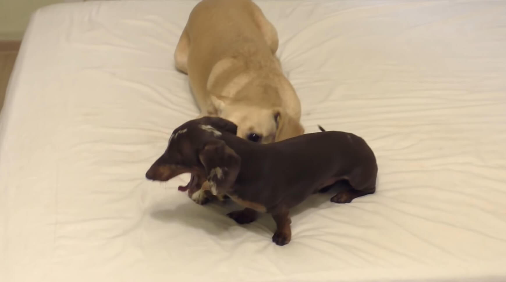 ダックスフンド,動画