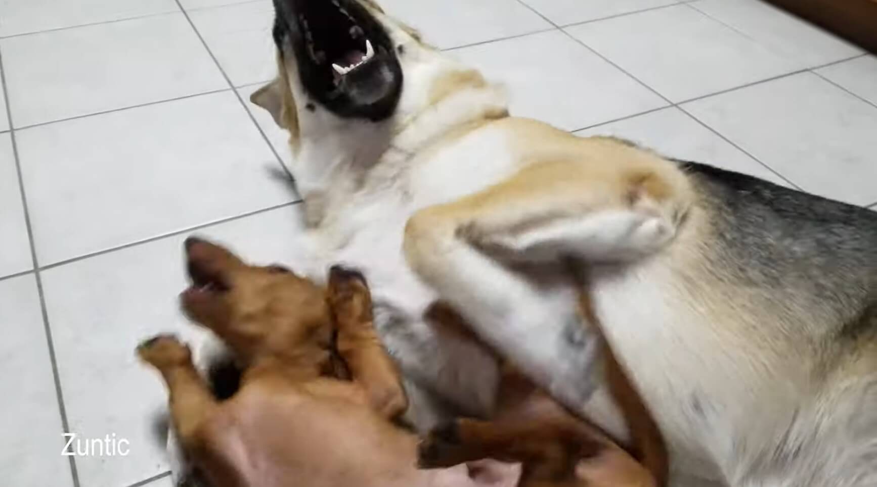 ダックスフンド,動画