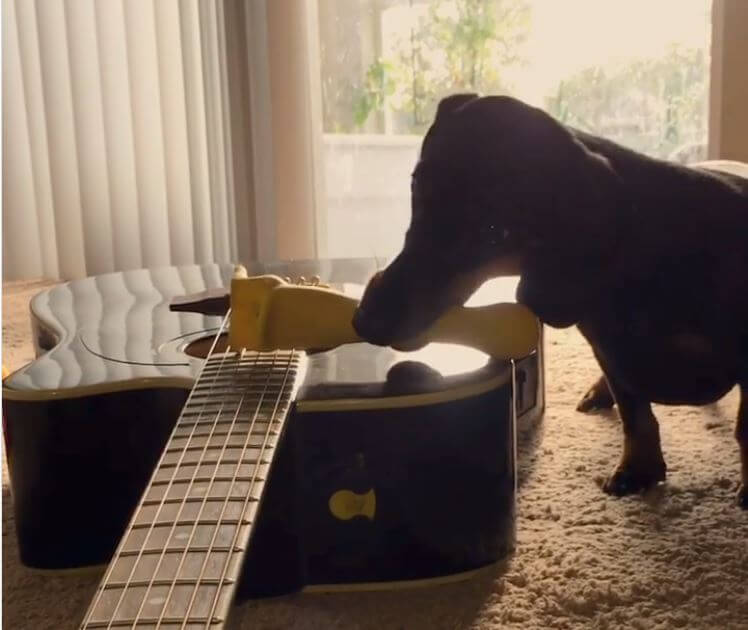 ダックスフンド,動画