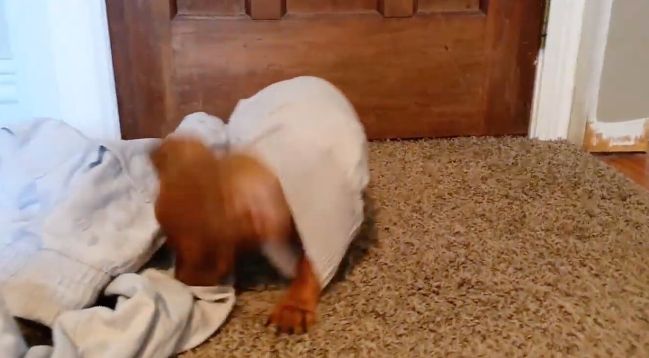 ダックスフンド,動画