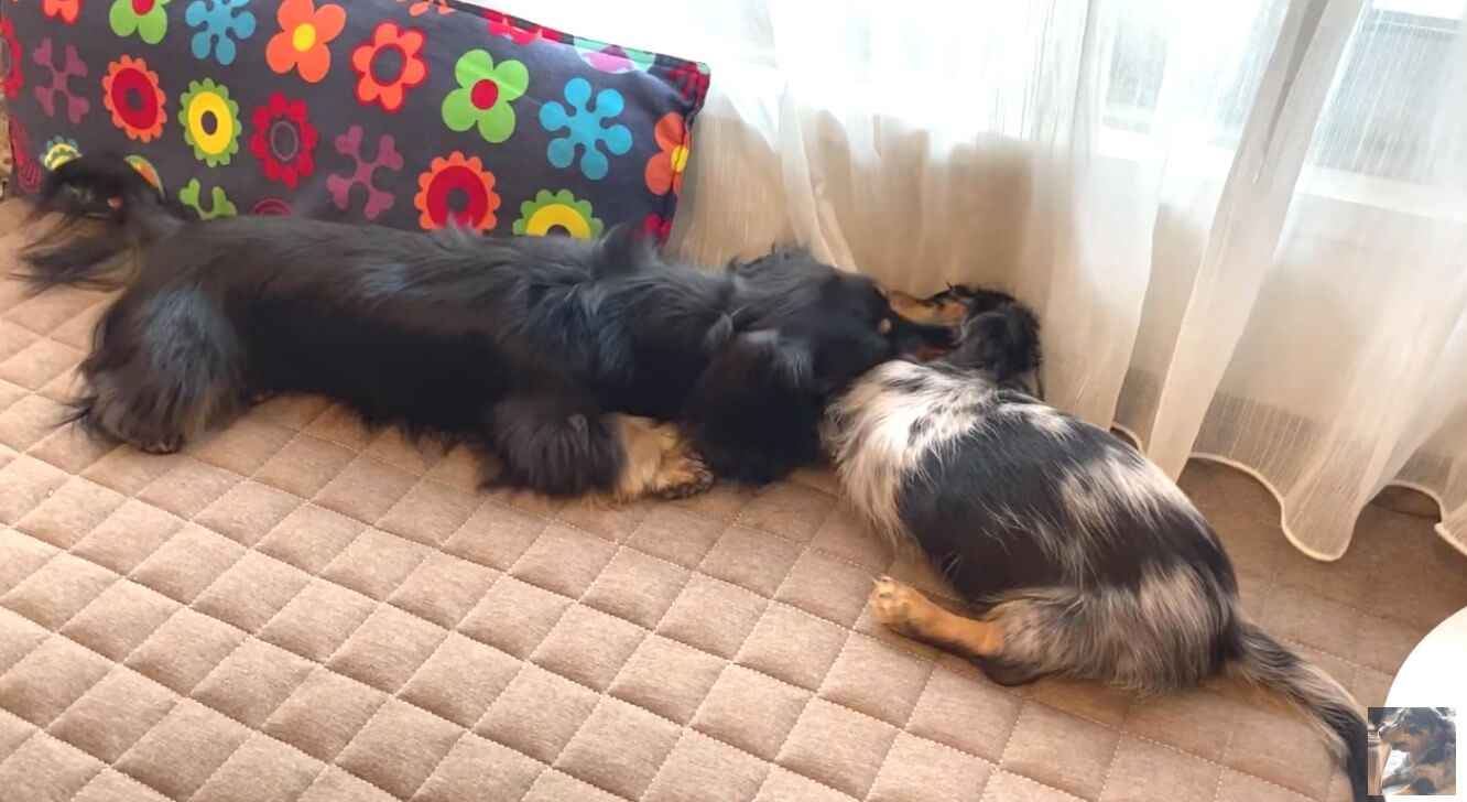 ダックスフンド,動画