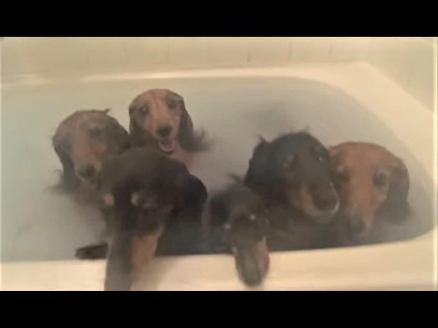 ダックスフンド,動画