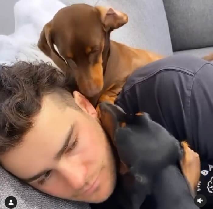 ダックスフンド,動画