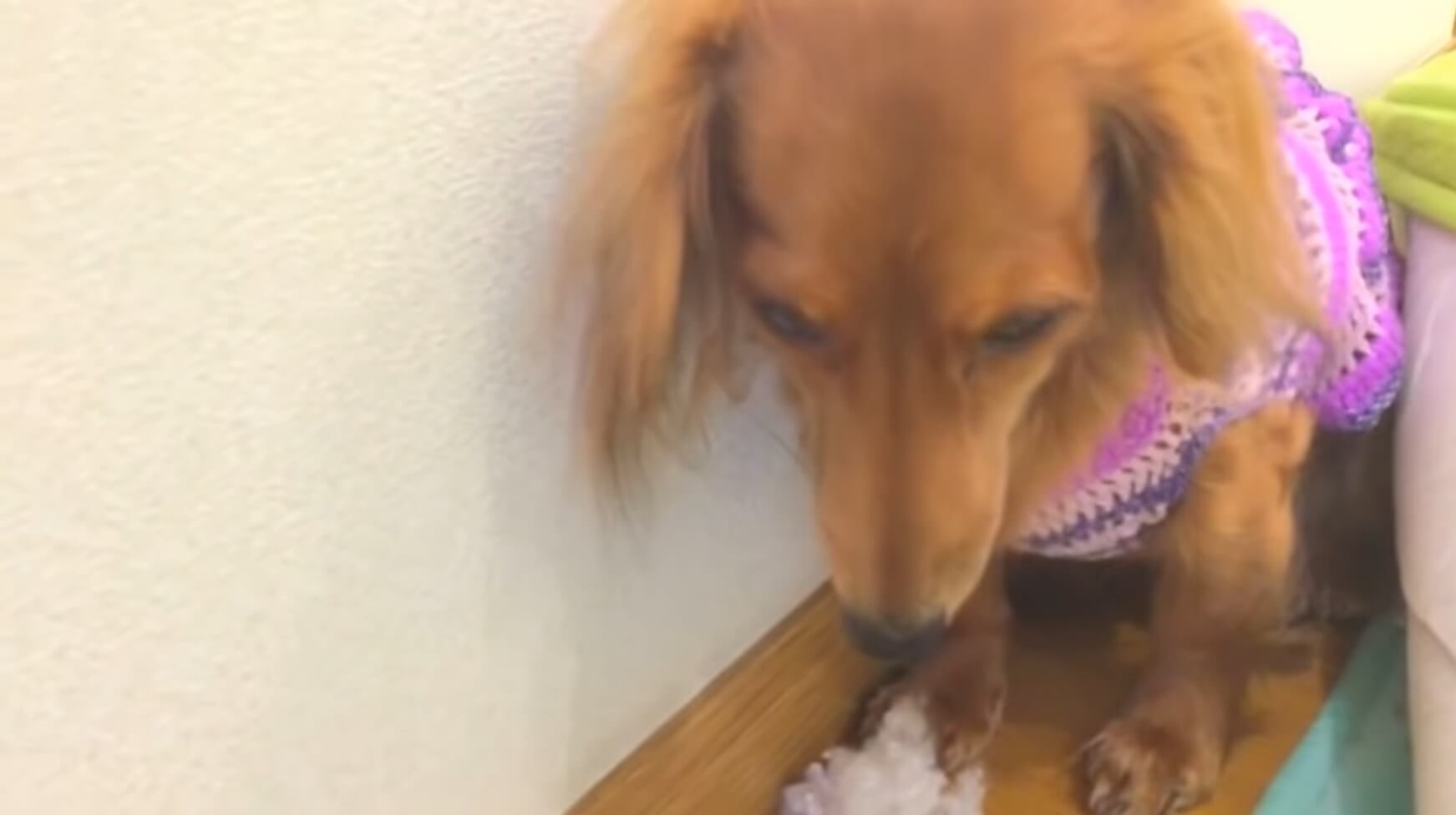 ダックスフンド,動画