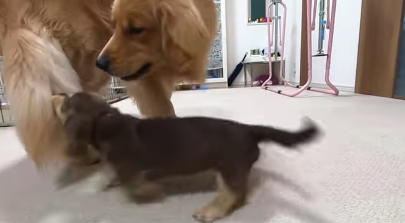 ダックスフンド,動画