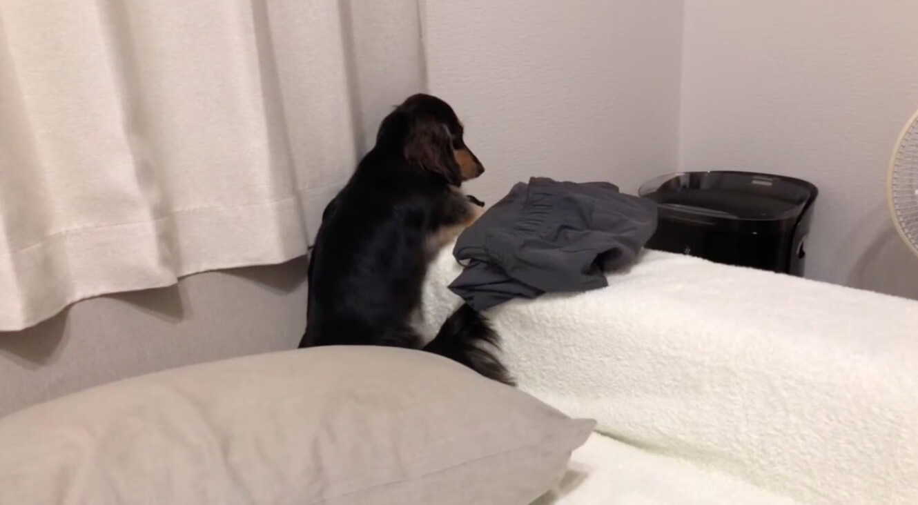 ダックスフンド,動画