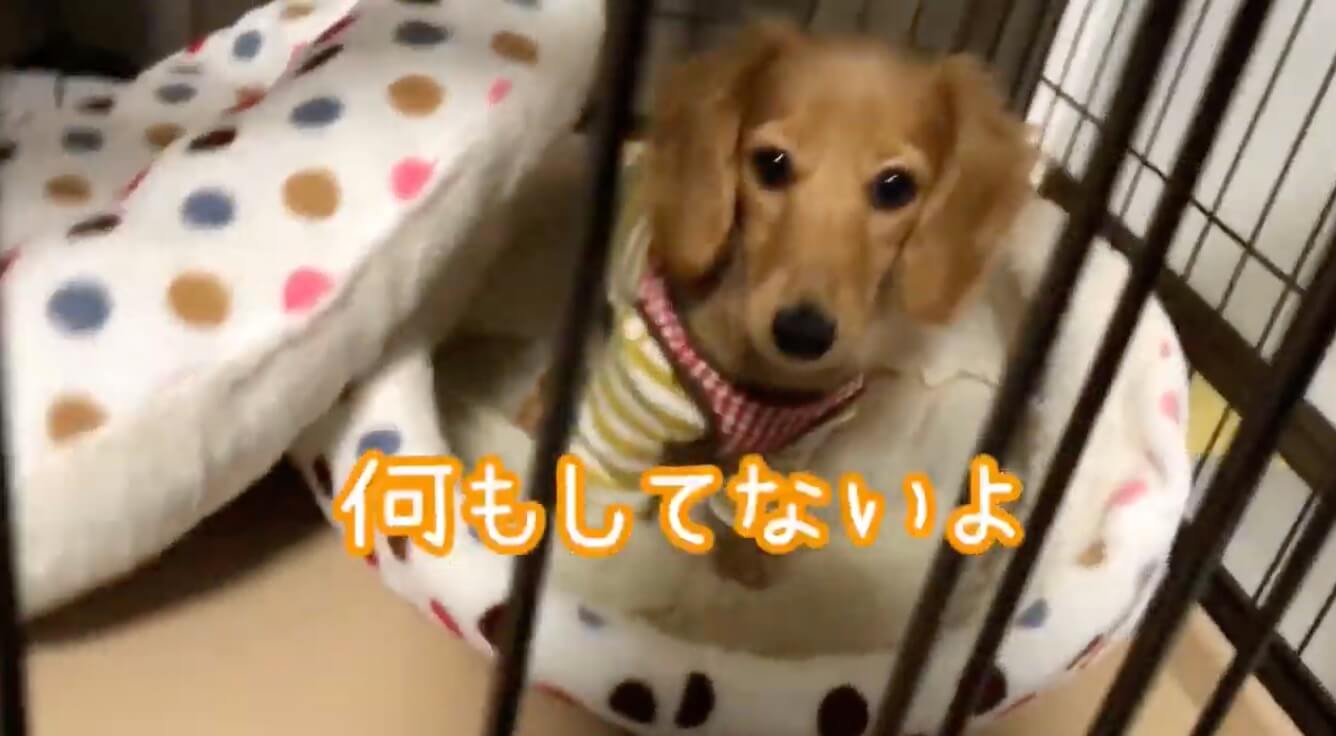 ダックスフンド,動画