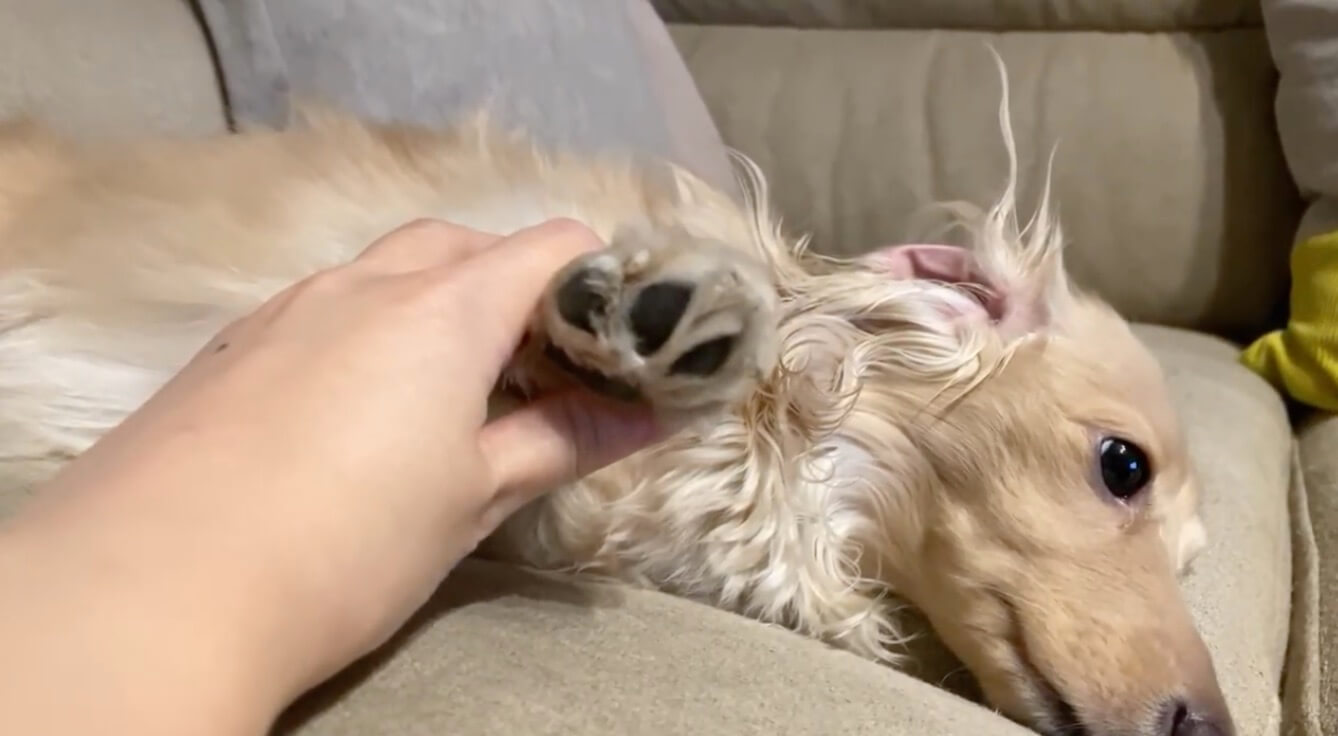 ダックスフンド,動画