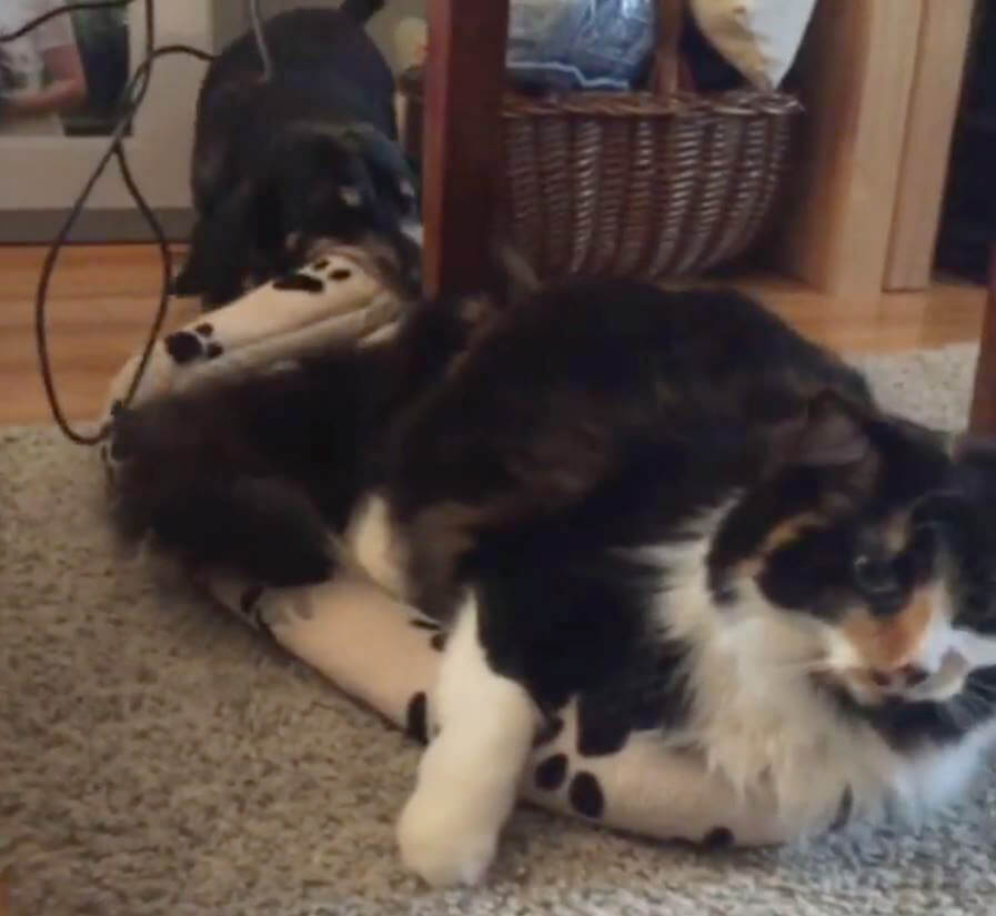 ダックスフンド,動画