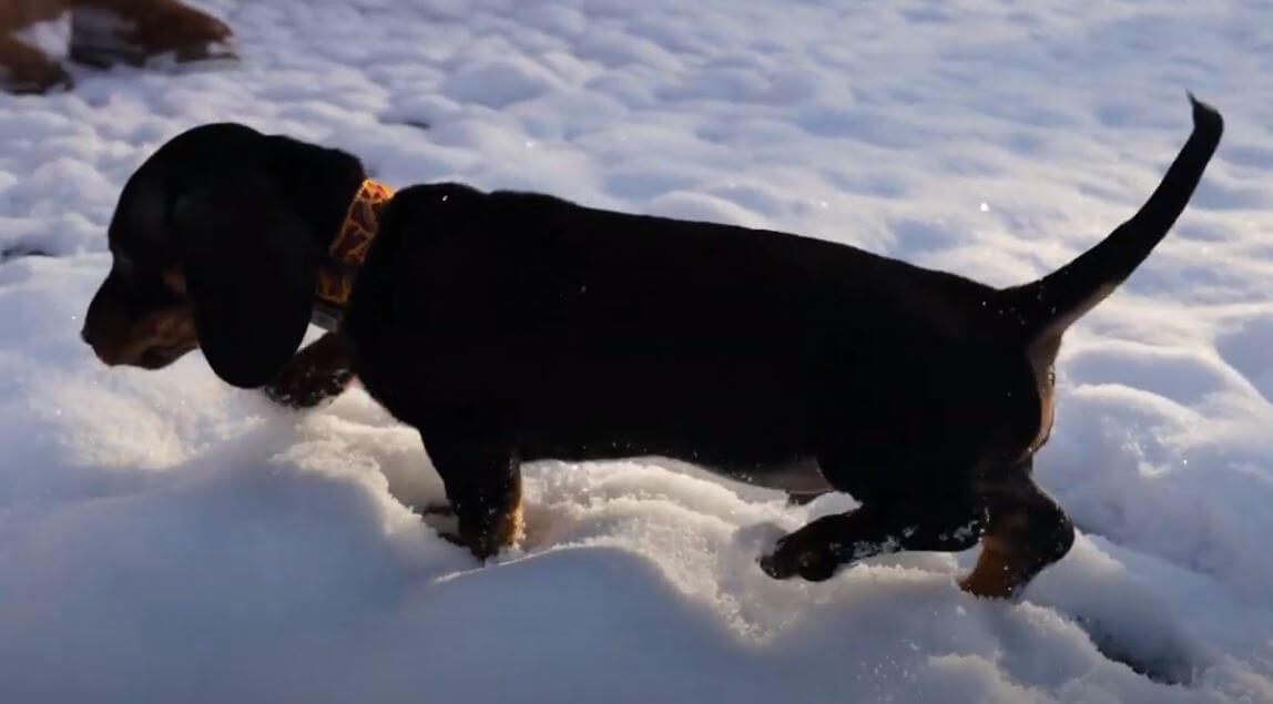 ダックスフンド,動画