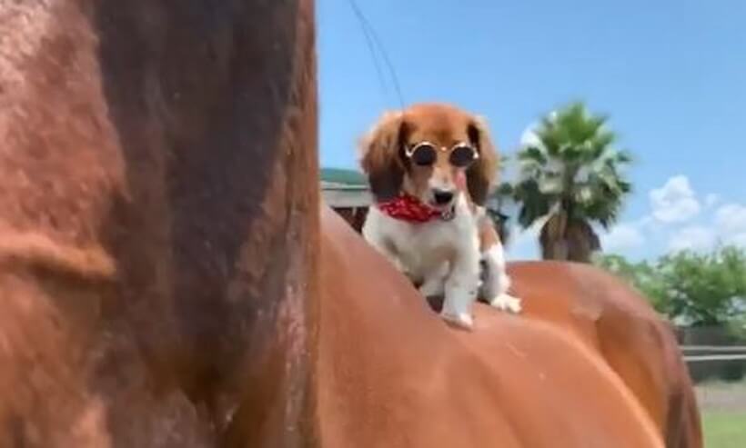 ダックスフンド,動画