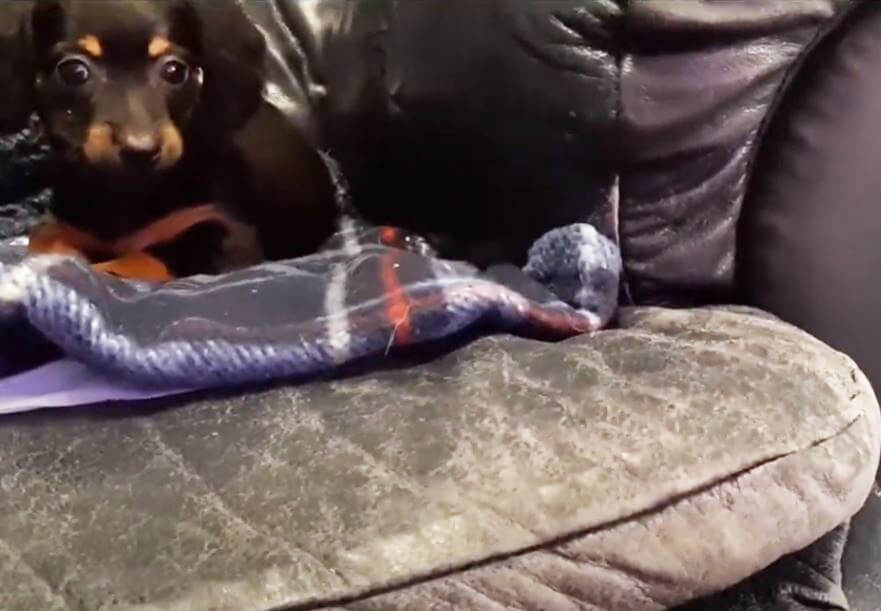 ダックスフンド,動画