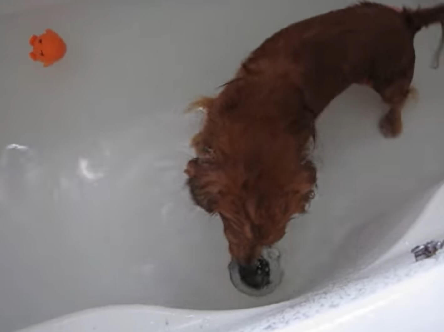 ダックスフンド,動画