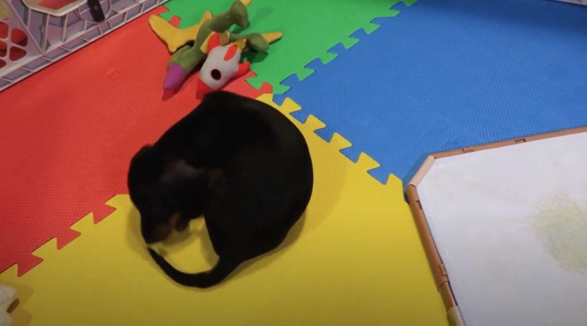 ダックスフンド,動画