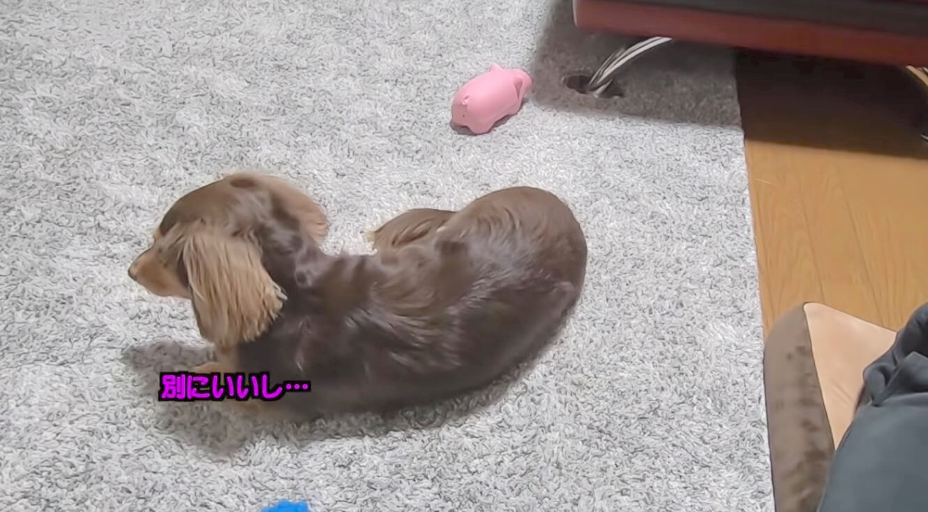 ダックスフンド,動画