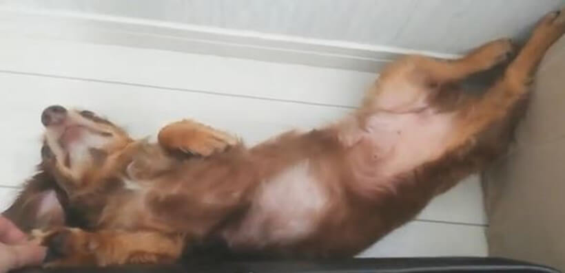 ダックスフンド,動画