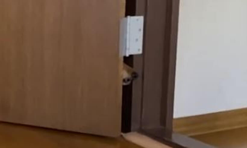 ダックスフンド,動画