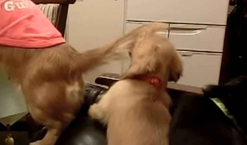 ダックスフンド,動画