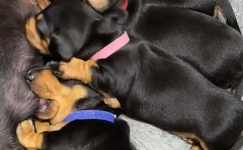 ダックスフンド,動画