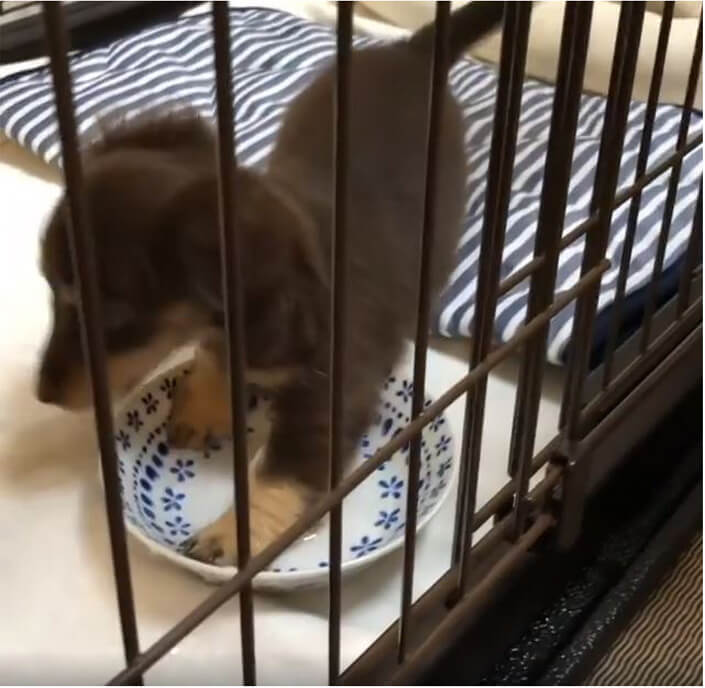 ダックスフンド,動画