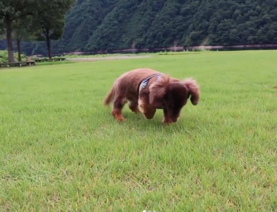 ダックスフンド,動画