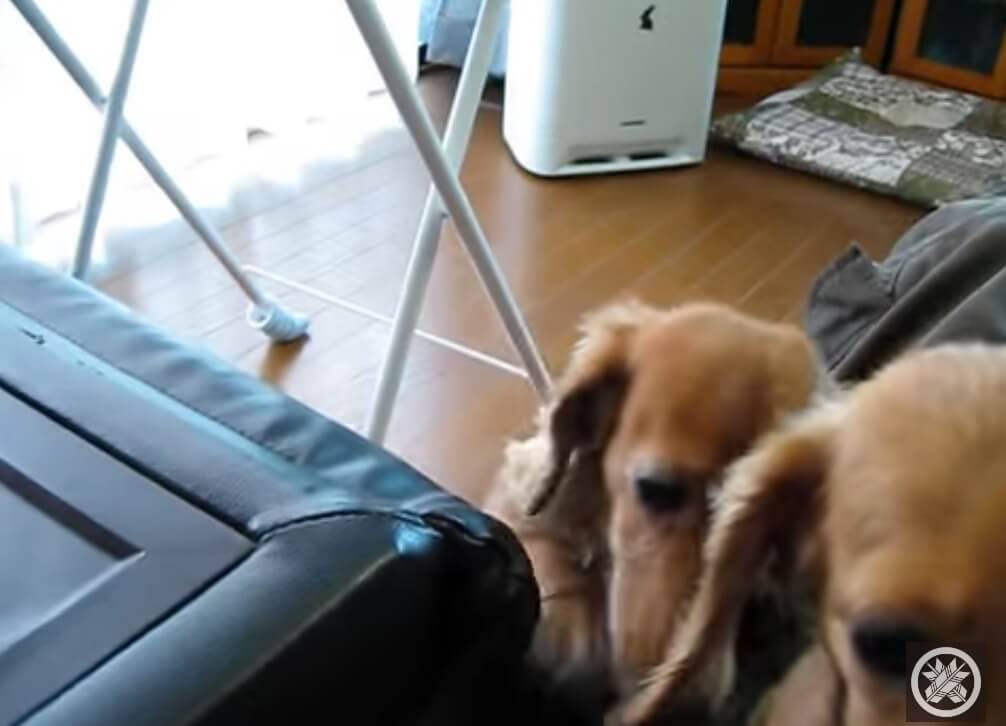 ダックスフンド,動画