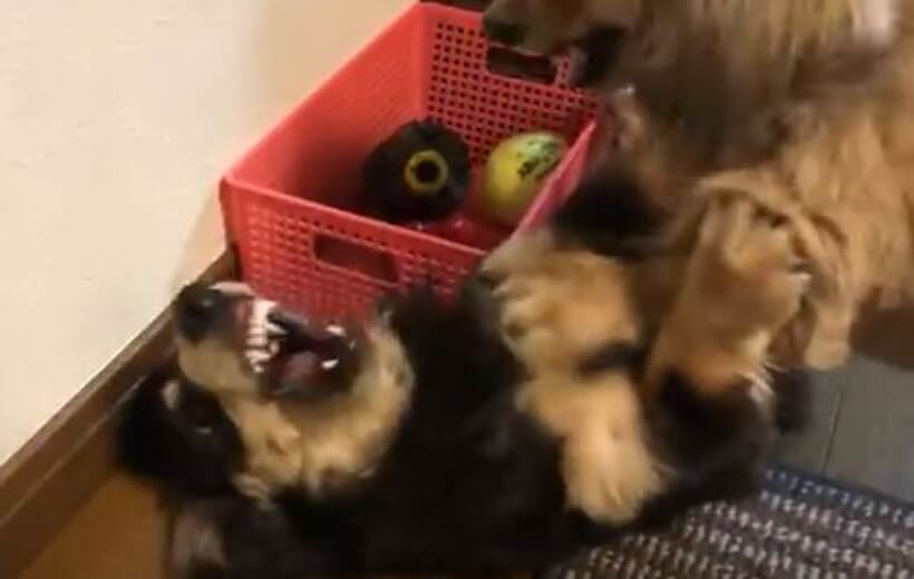 ダックスフンド,動画