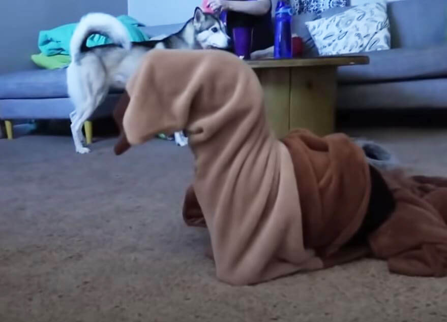 ダックスフンド,動画