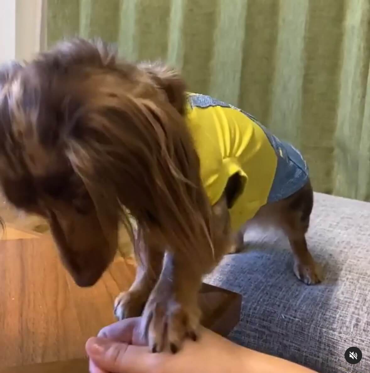 ダックスフンド,動画