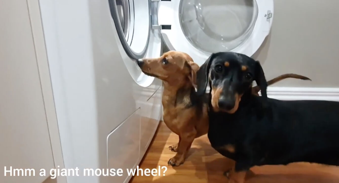 ダックスフンド,動画