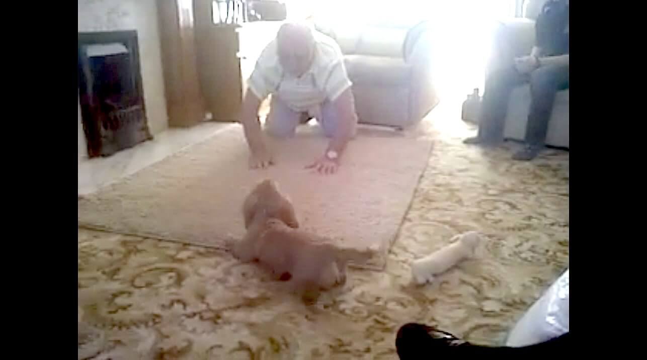 ダックスフンド,動画