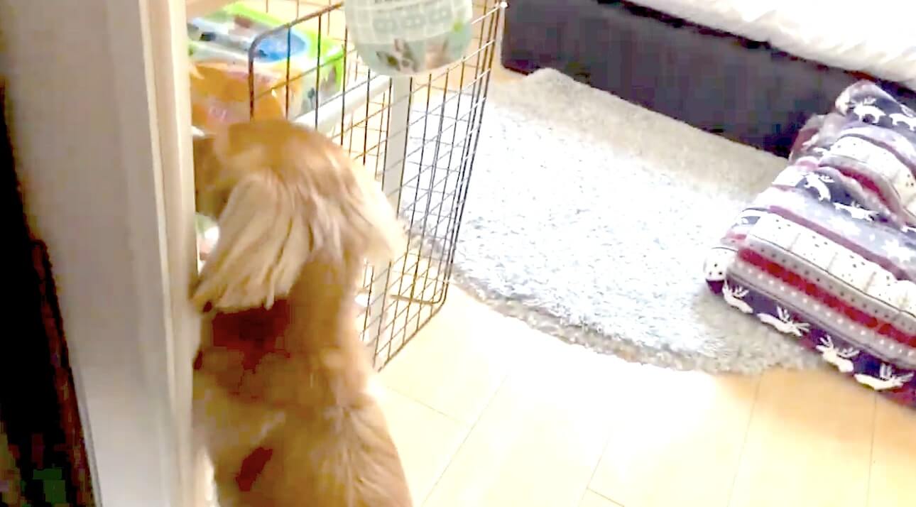 ダックスフンド,動画