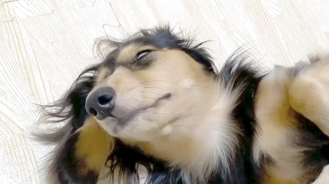 ダックスフンド,動画